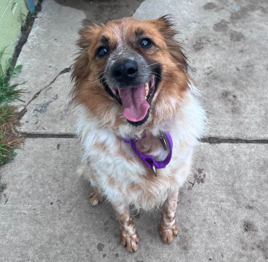 Tomo, an adoptable Cattle Dog, Pomeranian in Warren, MI, 48089 | Photo Image 6