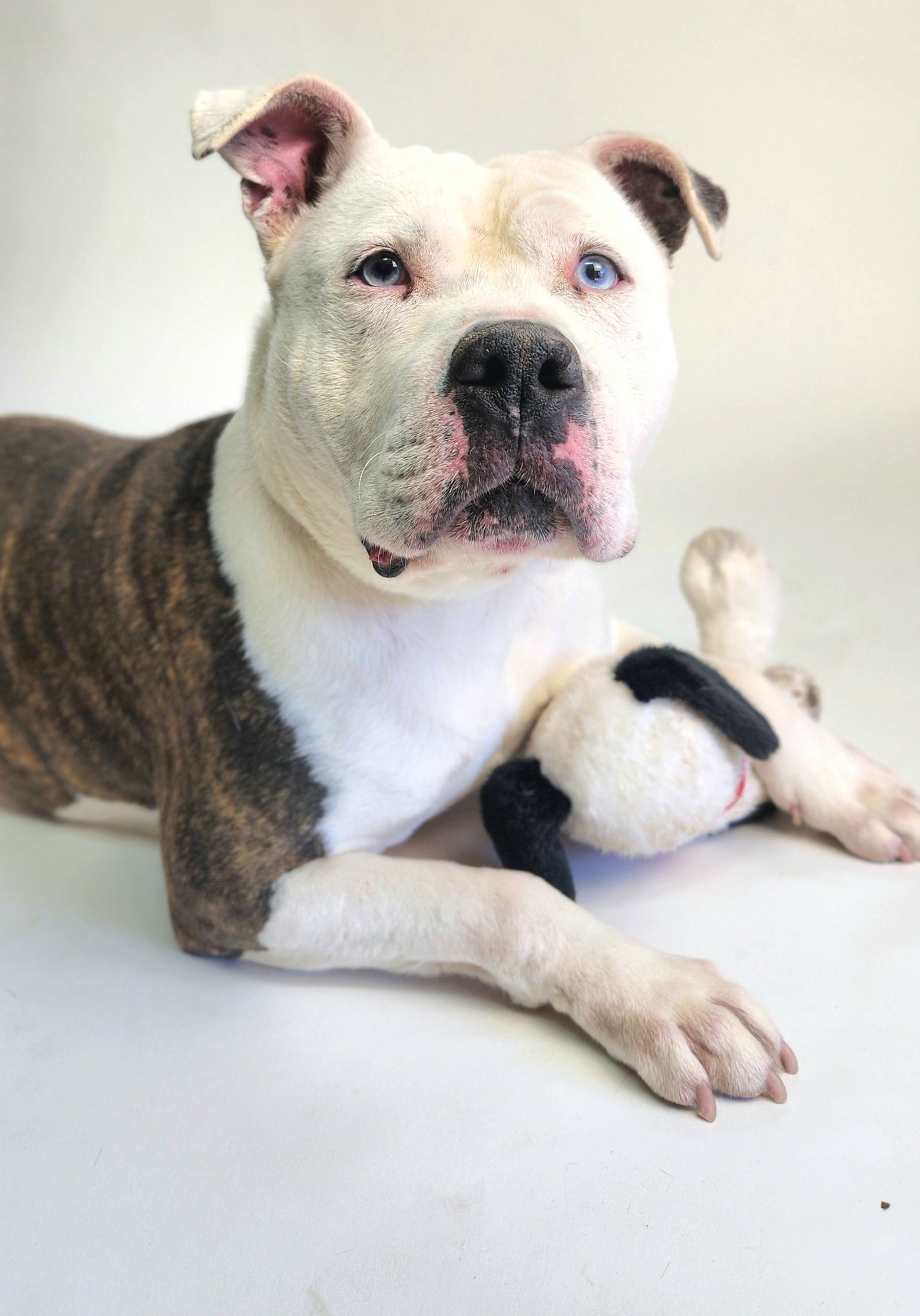 Diesel, an adoptable Pit Bull Terrier in Franklin, NC, 28734 | Photo Image 3