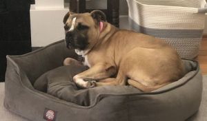 My name is Junebug I am around 5-6 years old and am a bulldog or maybe a bulldog mix My