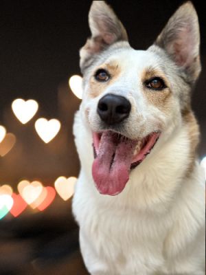 Jasper Canaan Dog Dog