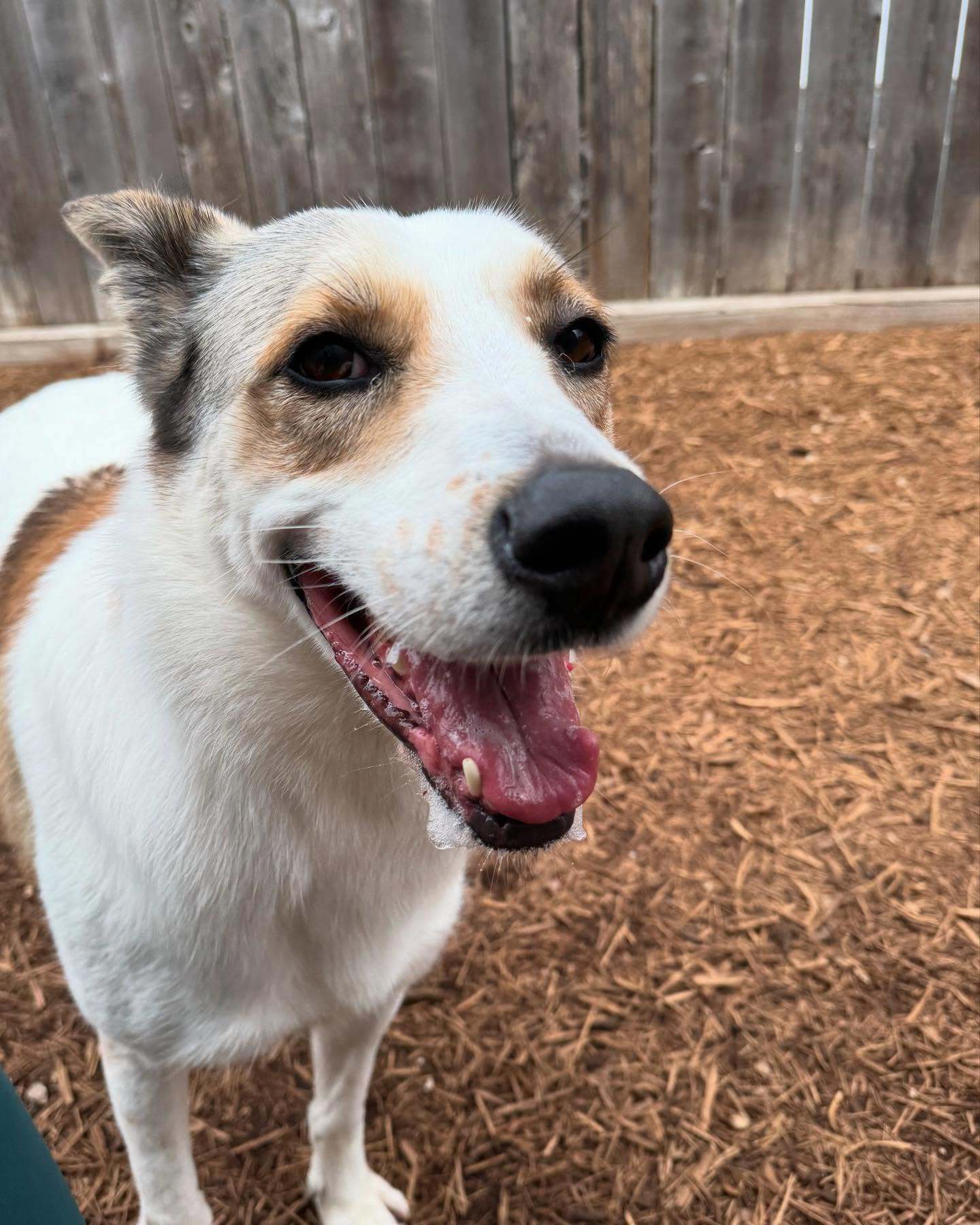 Jasper, an adoptable Jindo, Carolina Dog in Houston, TX, 77019 | Photo Image 1