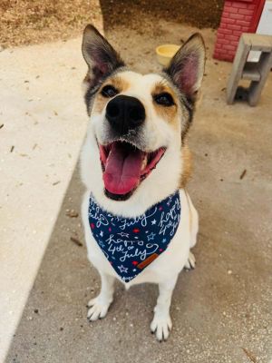 Just look at that sweet happy face and those perky ears Jasper is as charming as he is handsome w
