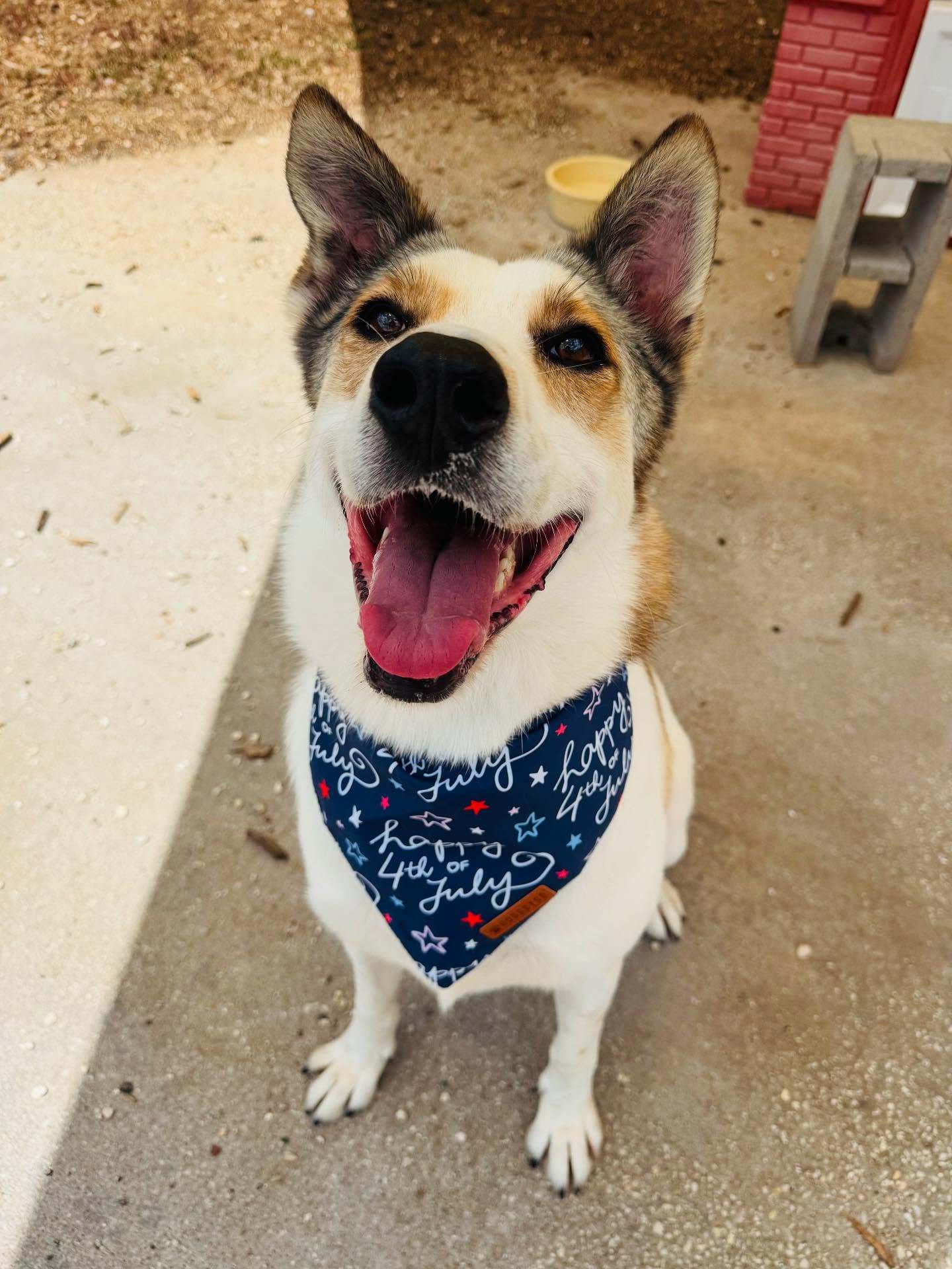 Jasper, an adoptable Jindo, Carolina Dog in Houston, TX, 77019 | Photo Image 1