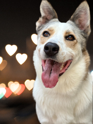 Jasper, an adoptable Jindo, Carolina Dog in Houston, TX, 77019 | Photo Image 2