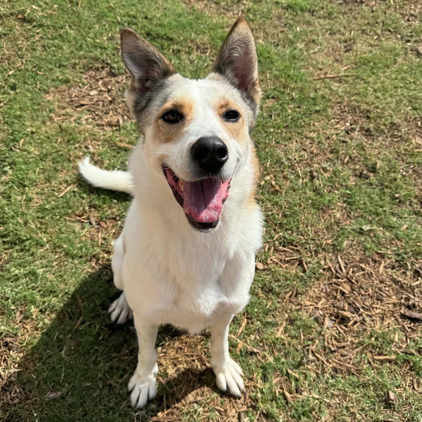 Jasper, an adoptable Jindo, Carolina Dog in Houston, TX, 77019 | Photo Image 3