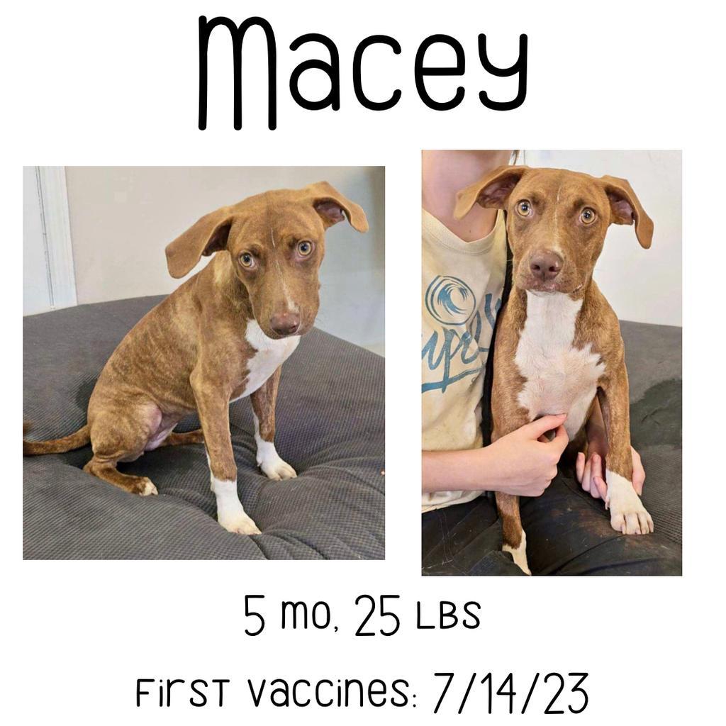 Macey, an adoptable Mixed Breed in Albany, GA, 31706 | Photo Image 1