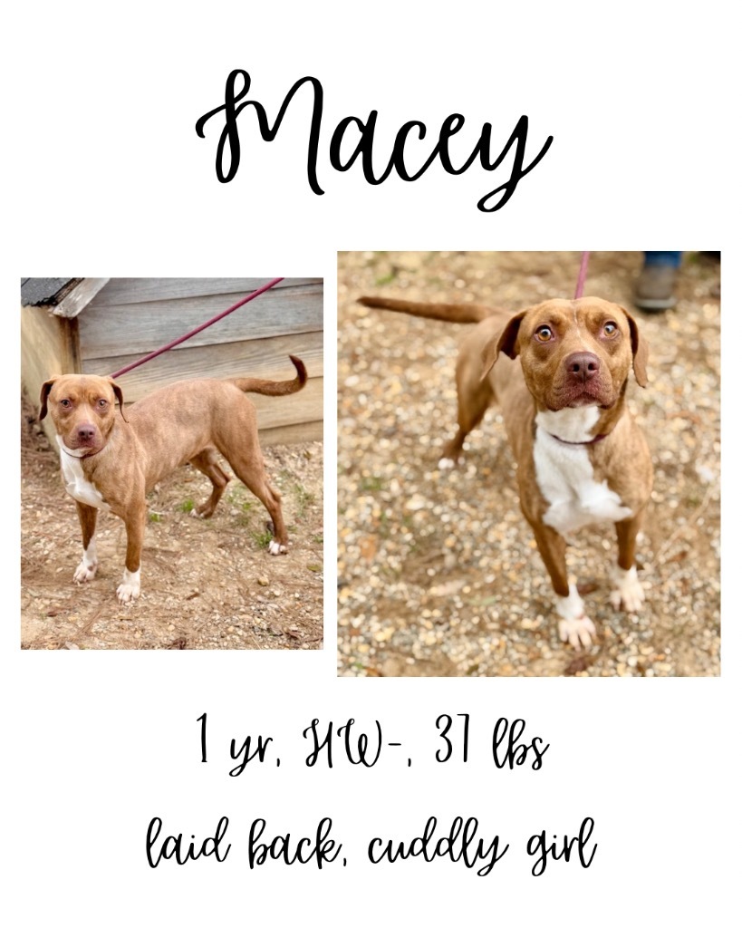 Macey, an adoptable Mixed Breed in Albany, GA, 31706 | Photo Image 1