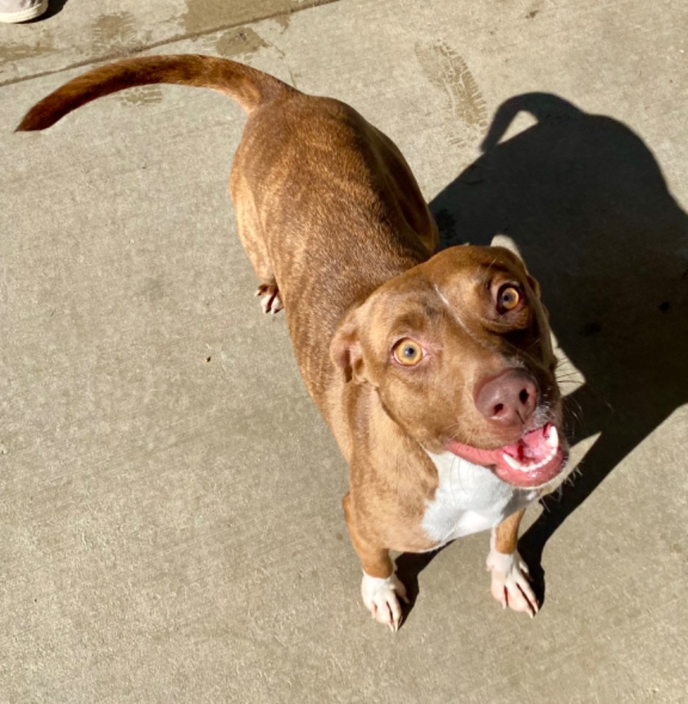 Macey, an adoptable Mixed Breed in Albany, GA, 31706 | Photo Image 2