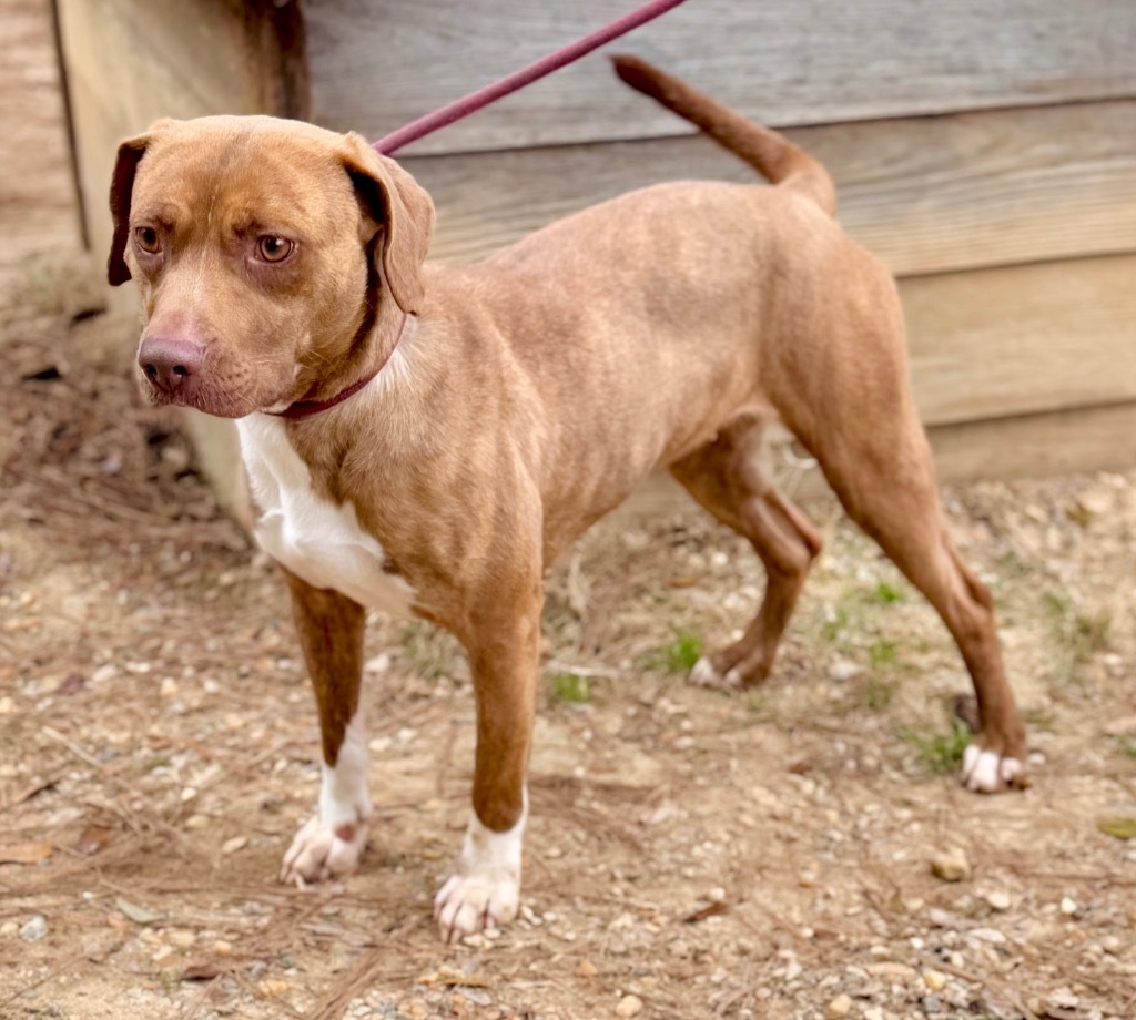 Macey, an adoptable Mixed Breed in Albany, GA, 31706 | Photo Image 3