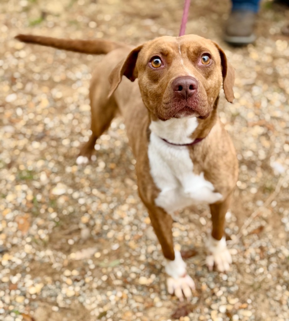 Macey, an adoptable Mixed Breed in Albany, GA, 31706 | Photo Image 4