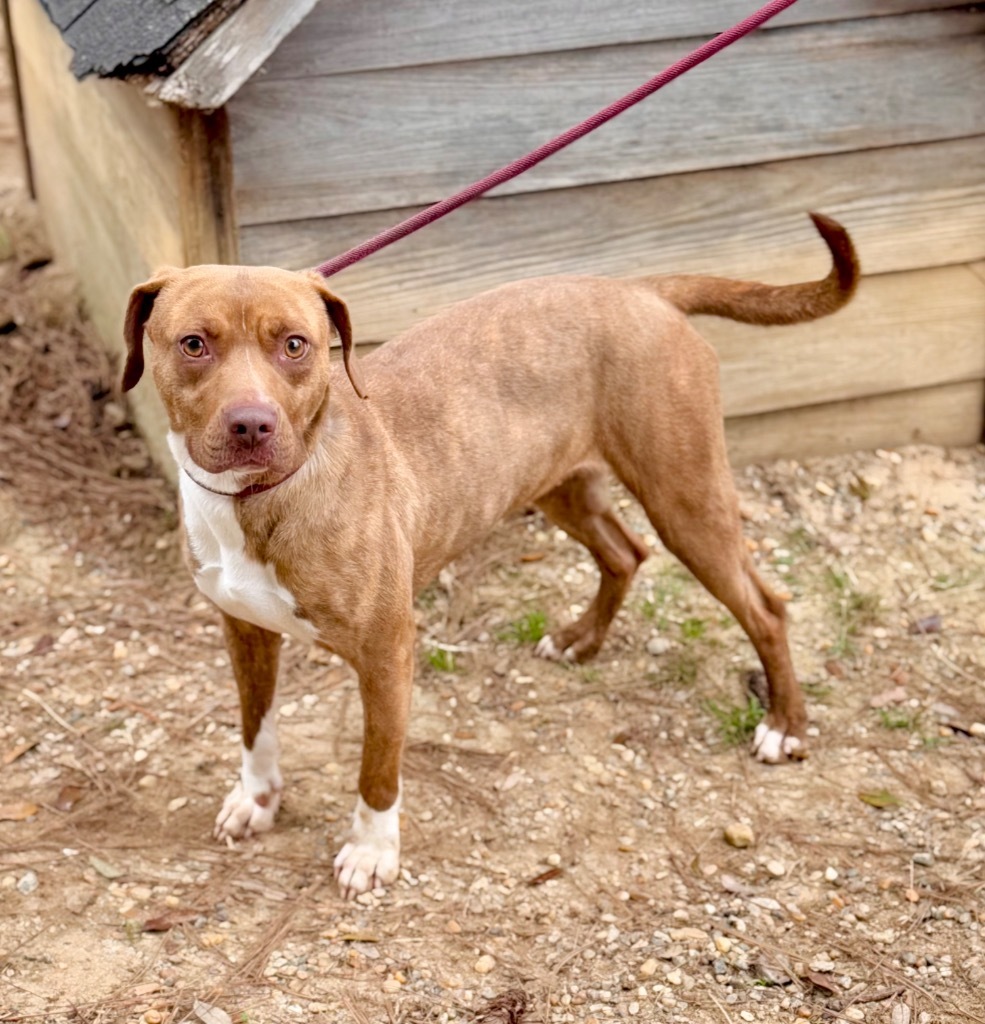 Macey, an adoptable Mixed Breed in Albany, GA, 31706 | Photo Image 5