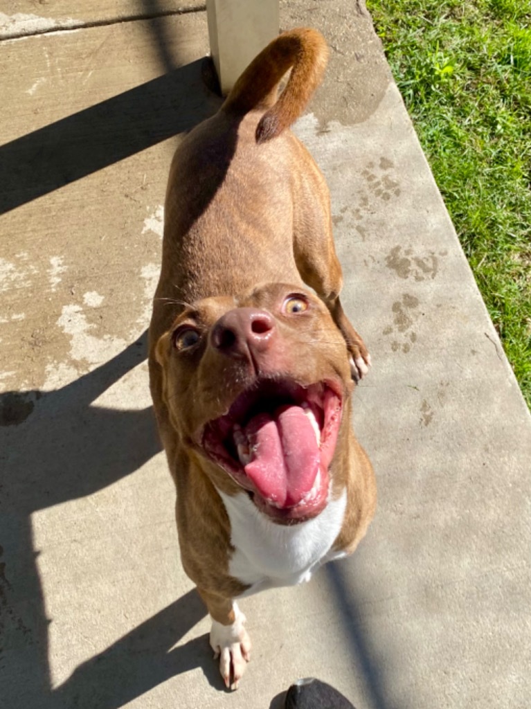 Macey, an adoptable Mixed Breed in Albany, GA, 31706 | Photo Image 6