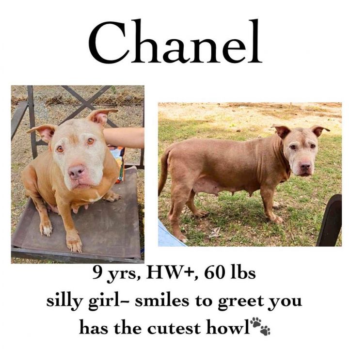Chanel, an adoptable Pit Bull Terrier in Albany, GA_image-1