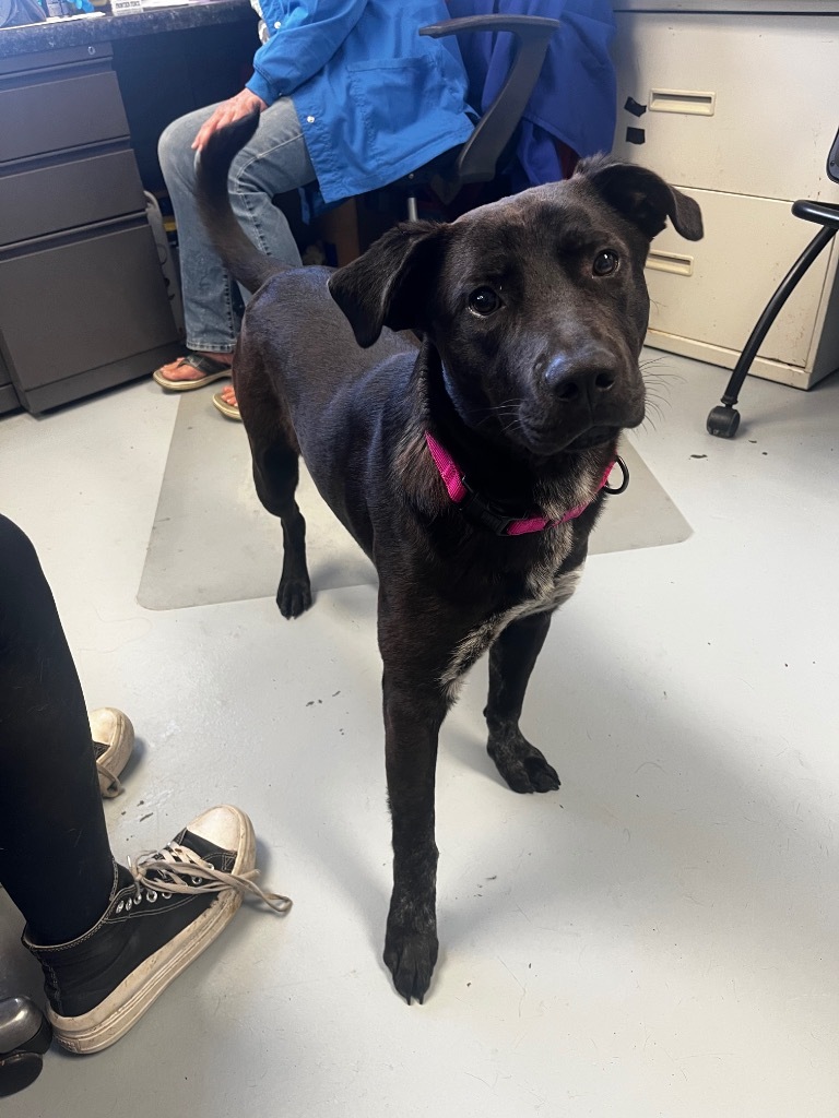 Trip, an adoptable Labrador Retriever in Greenwood, MS, 38930 | Photo Image 1