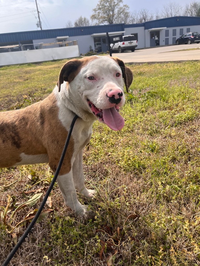 Sonny, an adoptable Pointer, American Bulldog in Greenwood, MS, 38930 | Photo Image 1