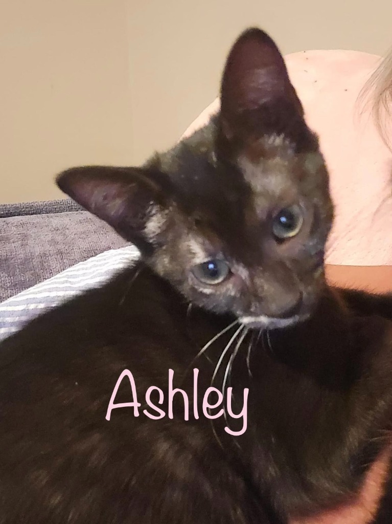 Ashley detail page