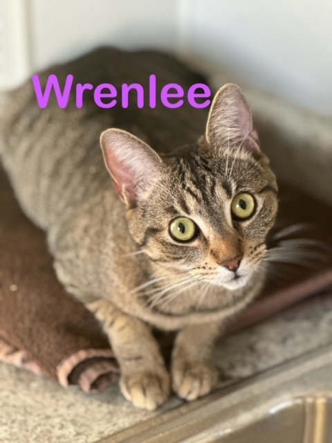 WRENLEE, an adoptable Domestic Short Hair in New Bern, NC, 28563 | Photo Image 1