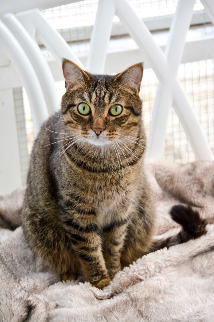 WRENLEE, an adoptable Domestic Short Hair in New Bern, NC, 28563 | Photo Image 1