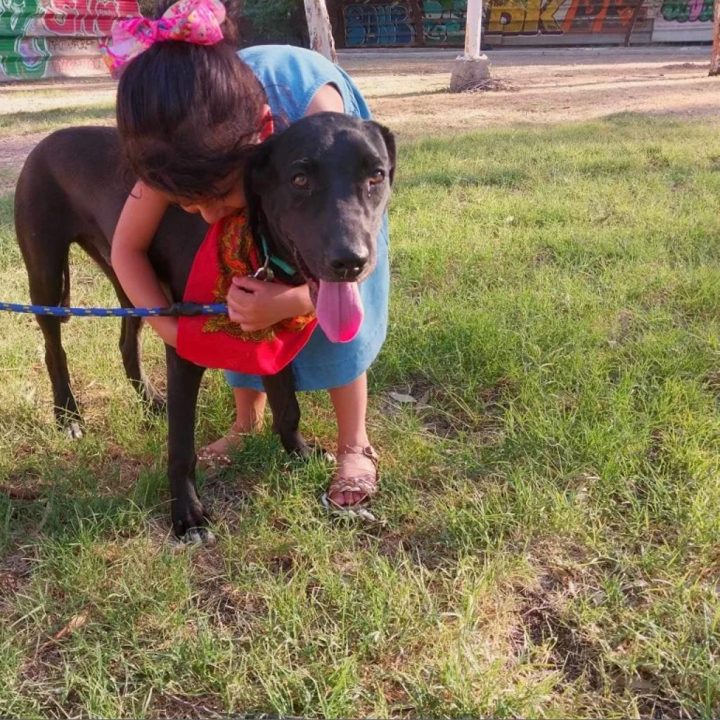 Coco, an adoptable German Shorthaired Pointer, Weimaraner in San Diego, CA, 92130 | Photo Image 2