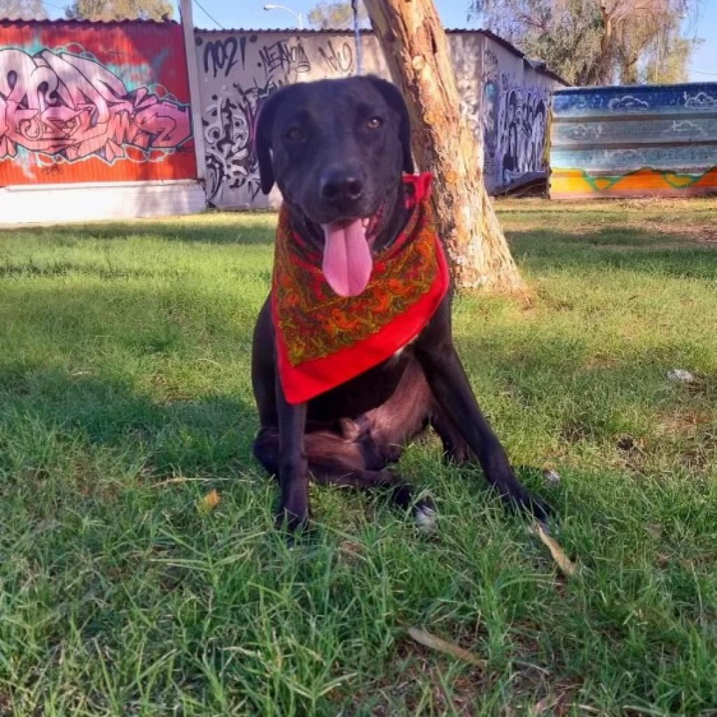 Coco, an adoptable German Shorthaired Pointer, Weimaraner in San Diego, CA, 92130 | Photo Image 2