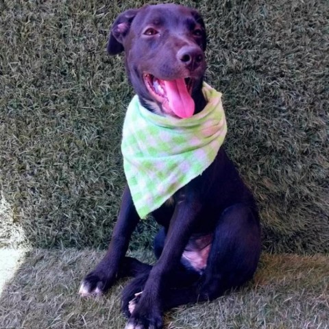Lucia, an adoptable Black Labrador Retriever & Mountain Cur Mix in San Diego, CA_image-2