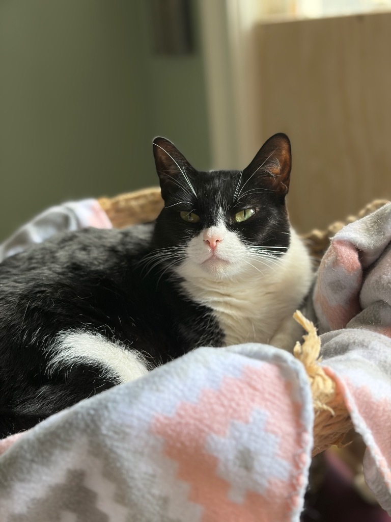 Batgirl, an adoptable Domestic Short Hair in Hoover , AL, 35226 | Photo Image 1