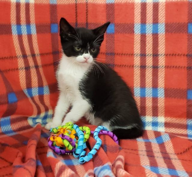 Batgirl, an adoptable Domestic Short Hair in Hoover , AL, 35226 | Photo Image 2