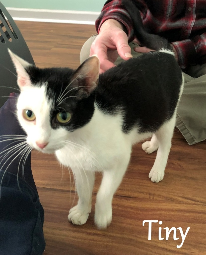 Tiny, an adoptable Domestic Short Hair in Hoover , AL, 35226 | Photo Image 2