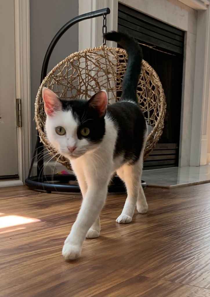 Tiny, an adoptable Domestic Short Hair in Hoover , AL, 35226 | Photo Image 3