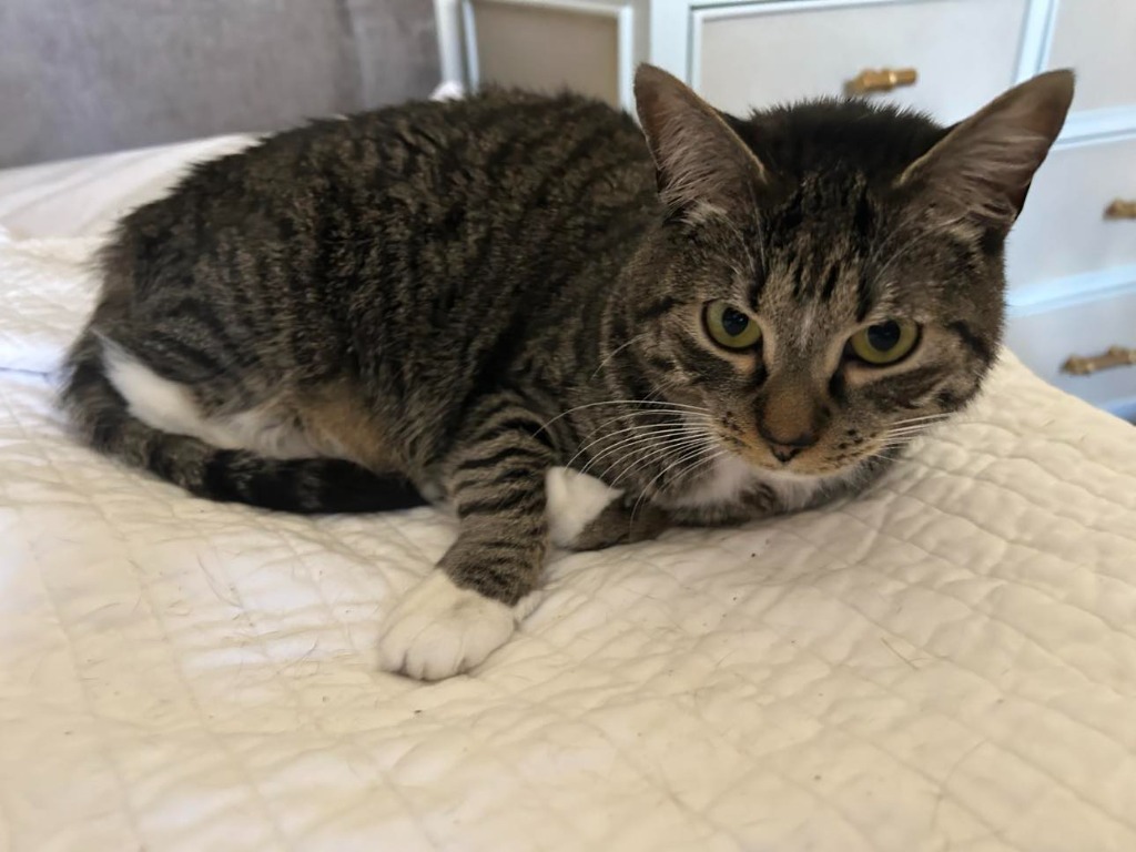 Sister, an adoptable Domestic Short Hair in Hoover , AL, 35226 | Photo Image 1