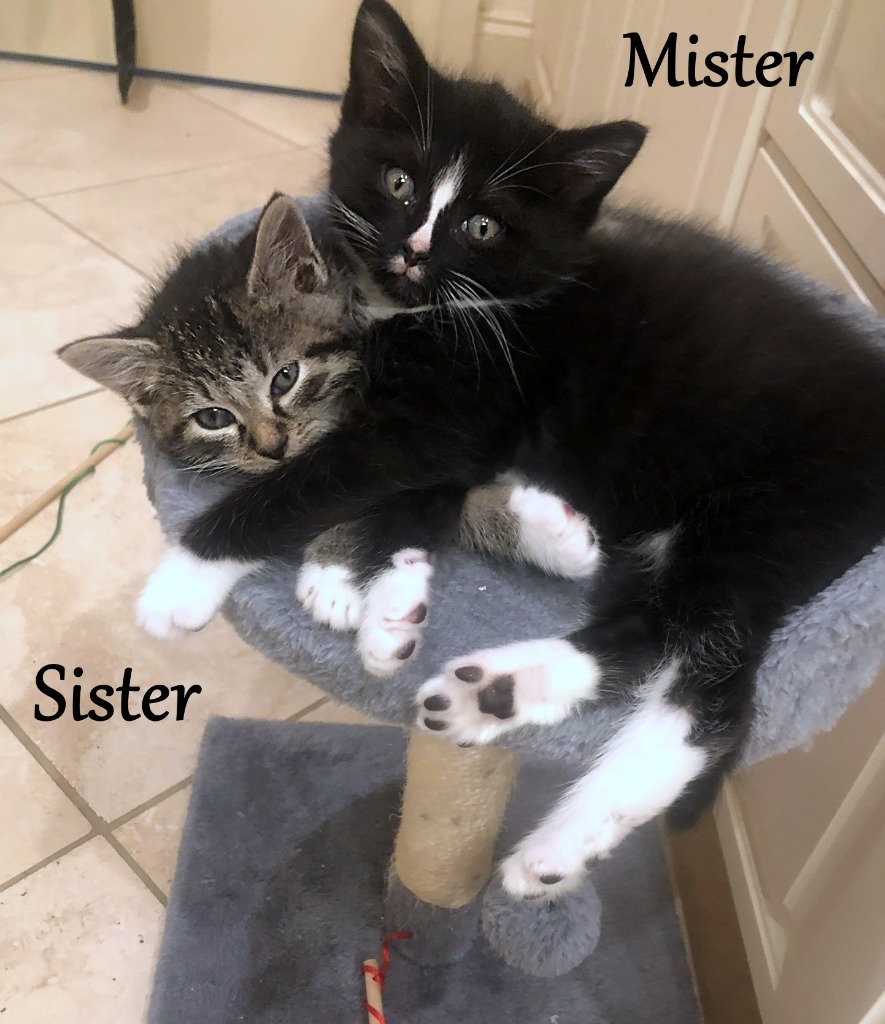 Sister, an adoptable Domestic Short Hair in Hoover , AL, 35226 | Photo Image 2