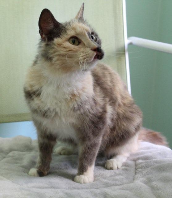 Oriole (AKA Milly ), an adoptable Domestic Short Hair in Hoover , AL, 35226 | Photo Image 1