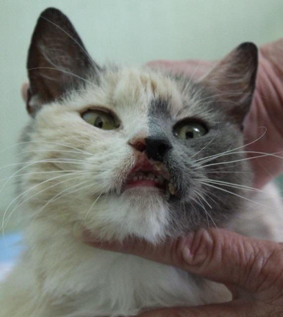 Oriole (AKA Milly ), an adoptable Domestic Short Hair in Hoover , AL, 35226 | Photo Image 2