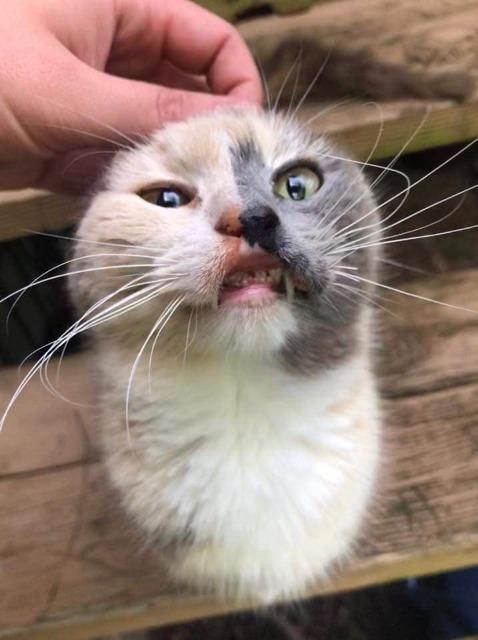 Oriole (AKA Milly ), an adoptable Domestic Short Hair in Hoover , AL, 35226 | Photo Image 3