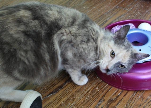 Oriole (AKA Milly ), an adoptable Domestic Short Hair in Hoover , AL, 35226 | Photo Image 6