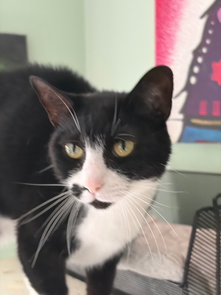 Meredith, an adoptable Domestic Short Hair in Hoover , AL, 35226 | Photo Image 1