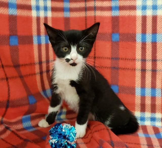 Meredith, an adoptable Domestic Short Hair in Hoover , AL, 35226 | Photo Image 2