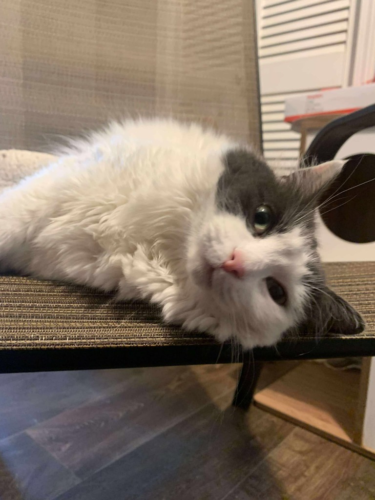 Sugar, an adoptable Domestic Long Hair in Hoover , AL, 35226 | Photo Image 1