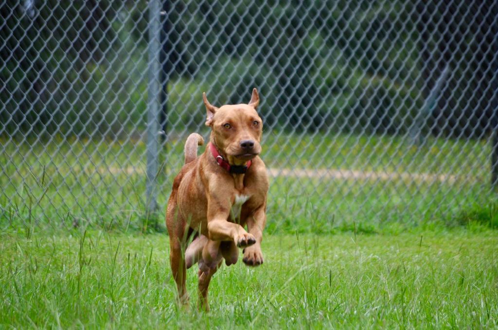 DAIRY QUEEN, an adoptable Mixed Breed in Florence, SC, 29506 | Photo Image 1