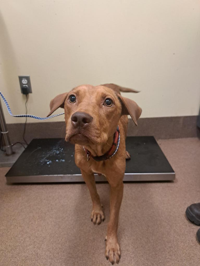 DAIRY QUEEN, an adoptable Mixed Breed in Florence, SC, 29506 | Photo Image 2