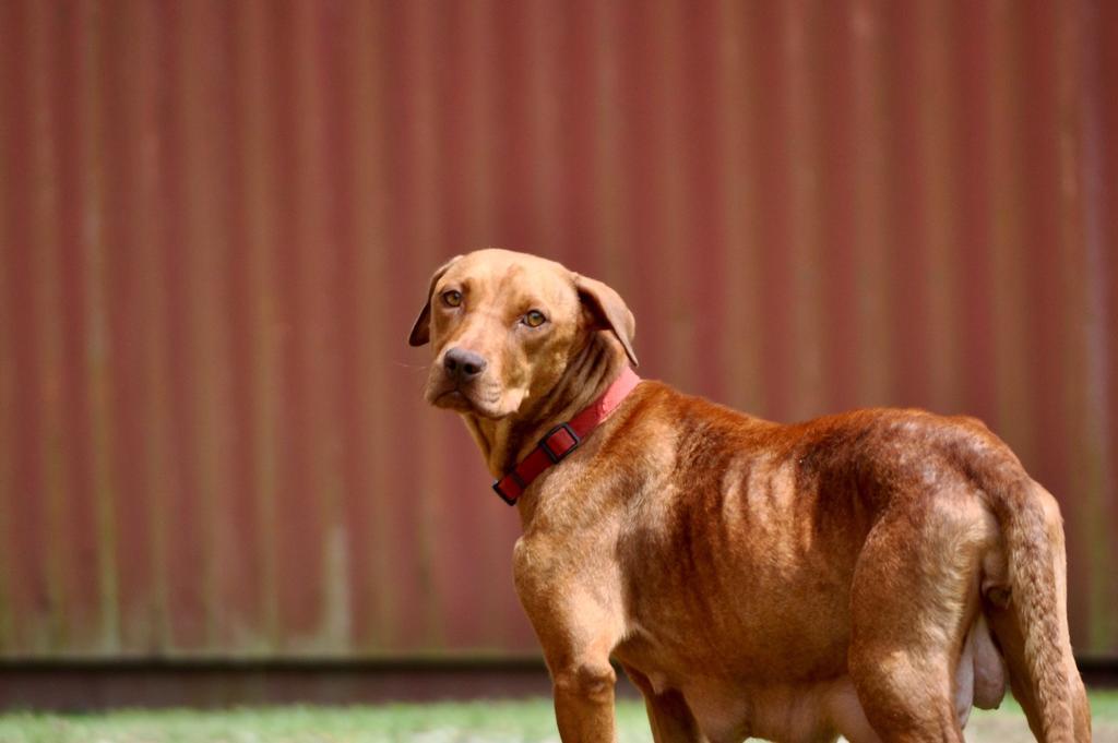 DAIRY QUEEN, an adoptable Mixed Breed in Florence, SC, 29506 | Photo Image 4