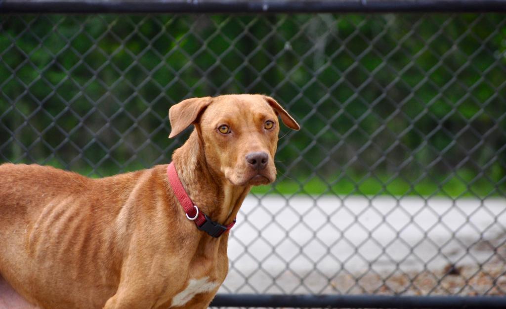 DAIRY QUEEN, an adoptable Mixed Breed in Florence, SC, 29506 | Photo Image 5
