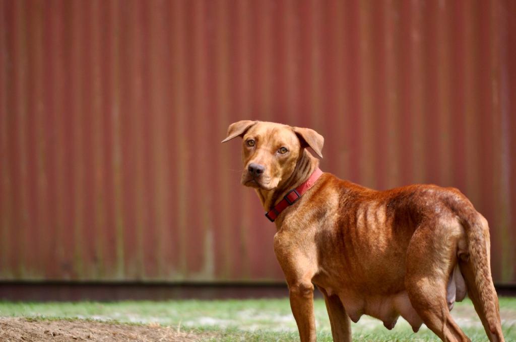 DAIRY QUEEN, an adoptable Mixed Breed in Florence, SC, 29506 | Photo Image 6