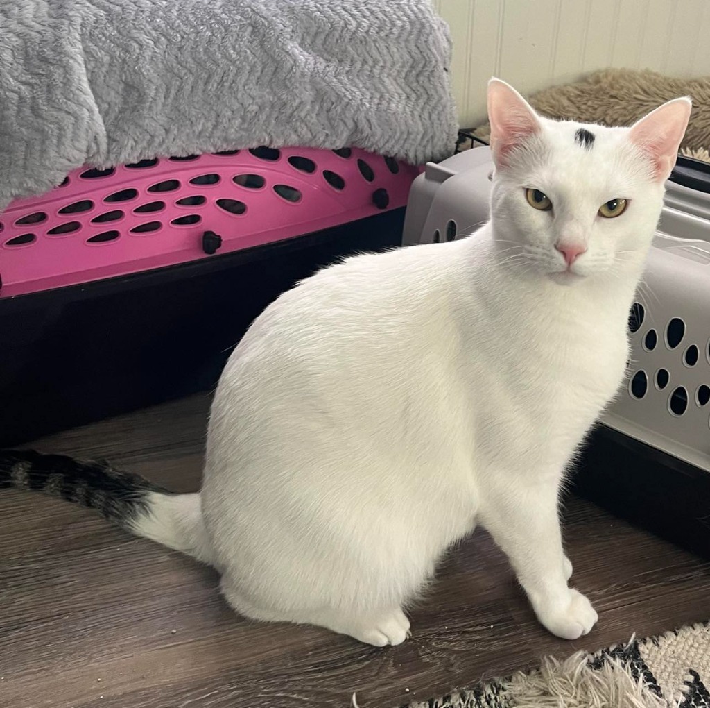 Dippy, an adoptable Domestic Short Hair in Hoover , AL, 35226 | Photo Image 1