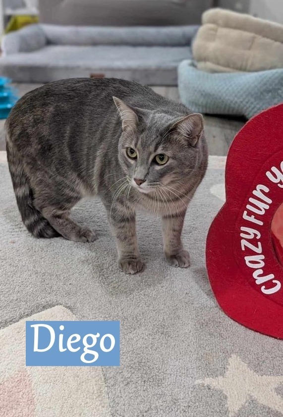 Diego, an adoptable Domestic Short Hair in Hoover , AL, 35226 | Photo Image 1