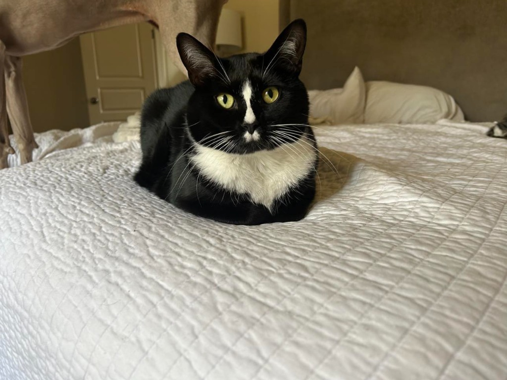 Mister, an adoptable Domestic Medium Hair in Hoover , AL, 35226 | Photo Image 1