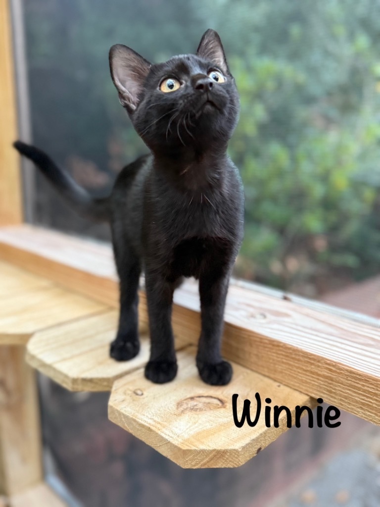 Winnie, an adoptable Domestic Short Hair in Hoover , AL, 35226 | Photo Image 1