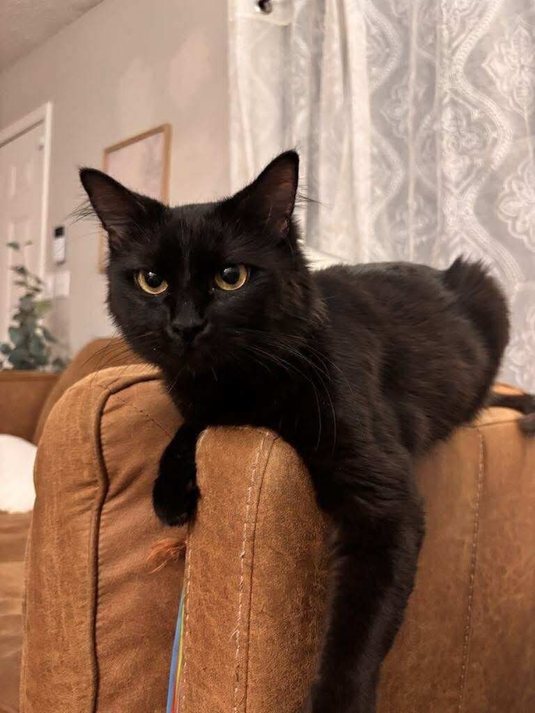 Winnie, an adoptable Domestic Short Hair in Hoover , AL, 35226 | Photo Image 1