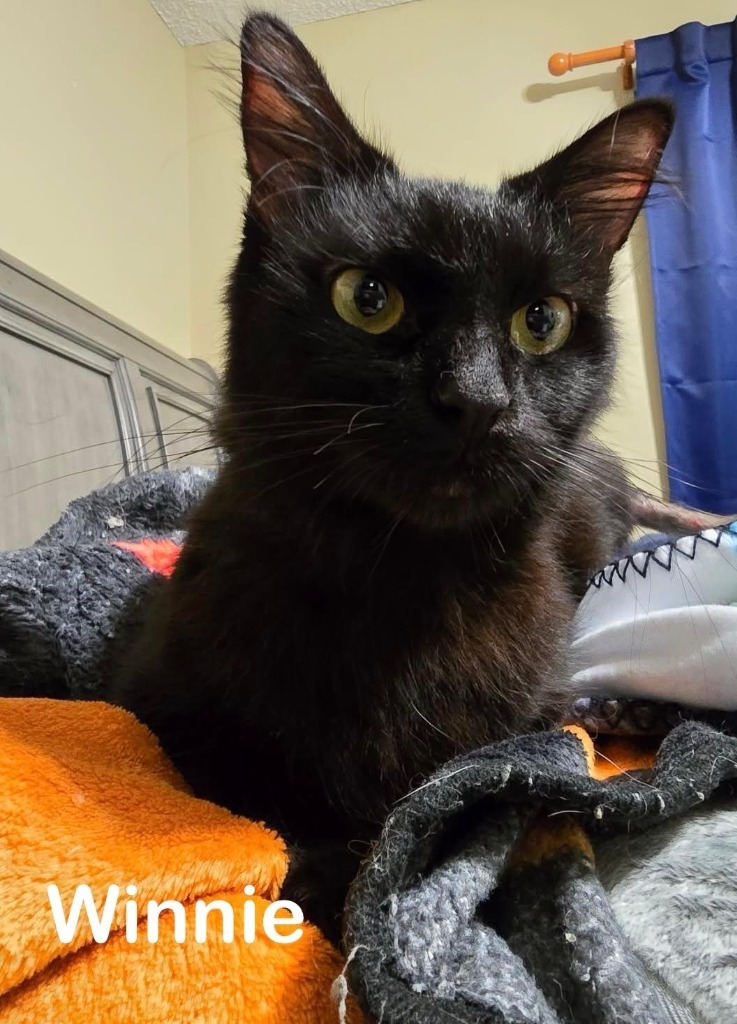 Winnie, an adoptable Domestic Short Hair in Hoover , AL, 35226 | Photo Image 2