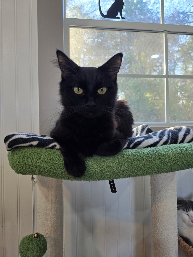 Winnie, an adoptable Domestic Short Hair in Hoover , AL, 35226 | Photo Image 3
